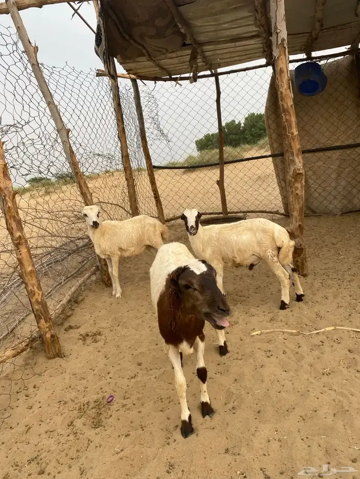 كبشه البيع او البدل 0