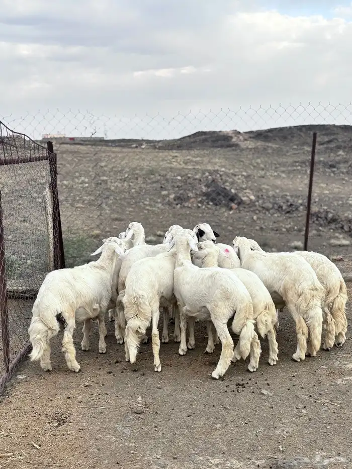 بهم للبيع 3