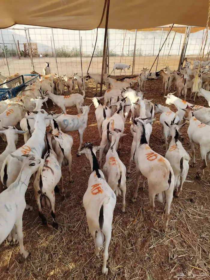 تيوس جديده للتجاار 3