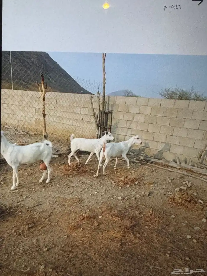 معزا بيشيات للبيع 1