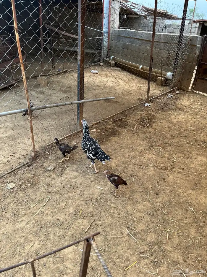 دجاج سندي بيور 5