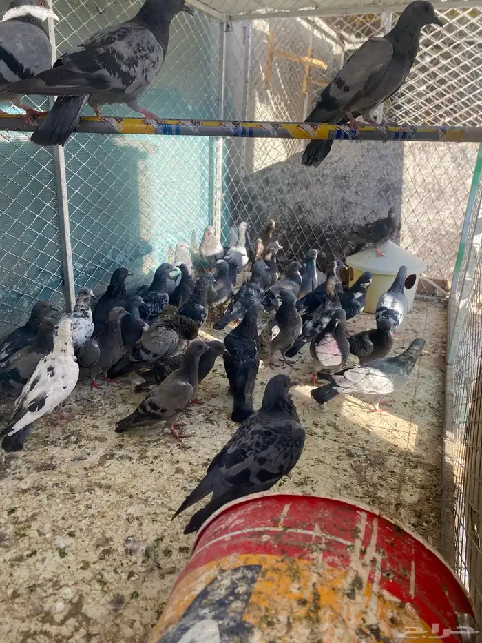 حمام بري 0
