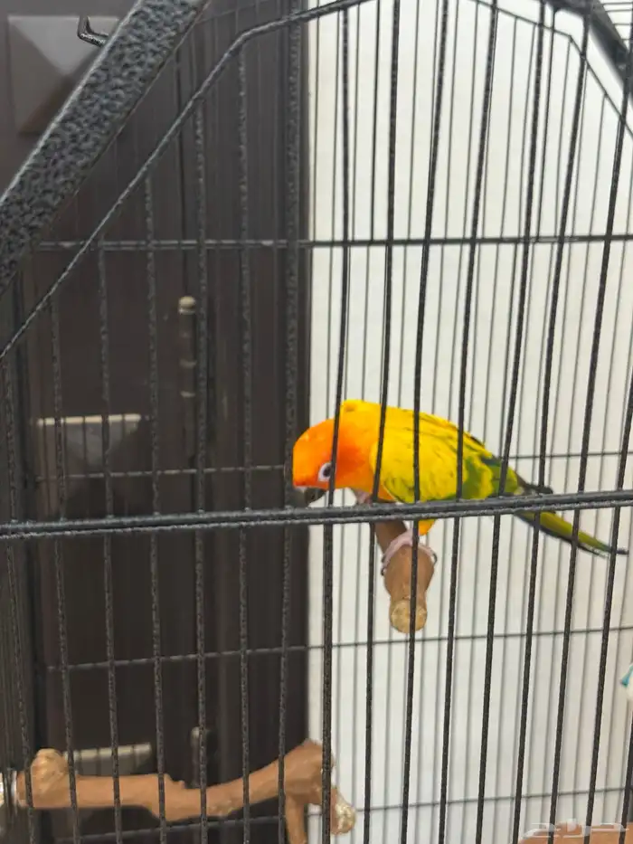 3 ذكور صن كنيور اعمارهم سنة ونص محللين بشهادات 3