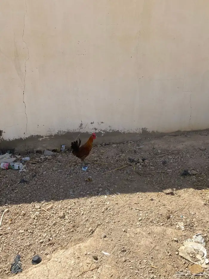 ديكه فيومي ذهبي مستعجل 3