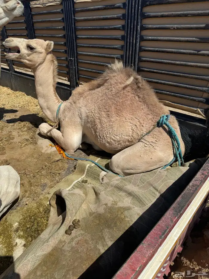 قعود 1