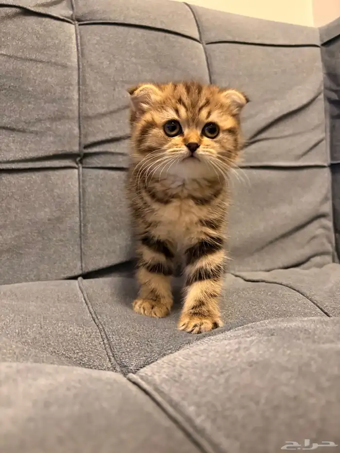 قطط سكوتش فولد للبيع 3