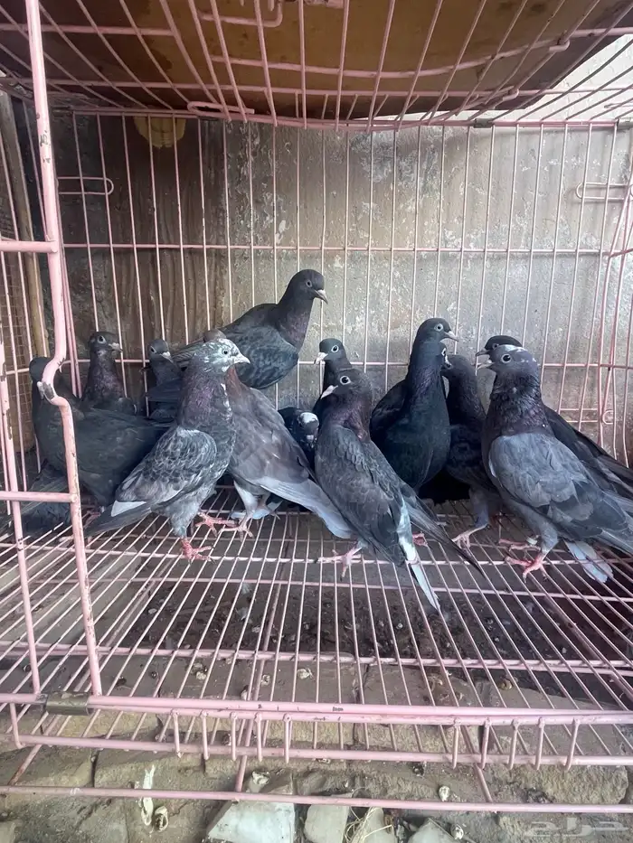 طبات قطايف 0