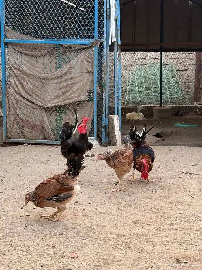 دجاج بلدي 14