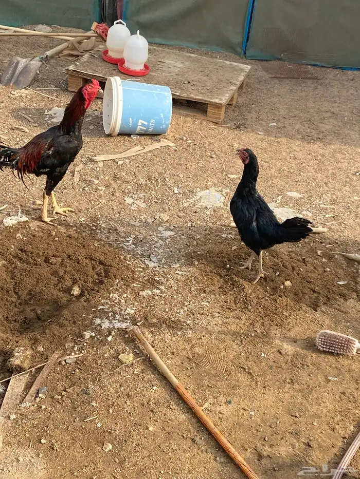 جوز دجاج باكستاني منتج 3