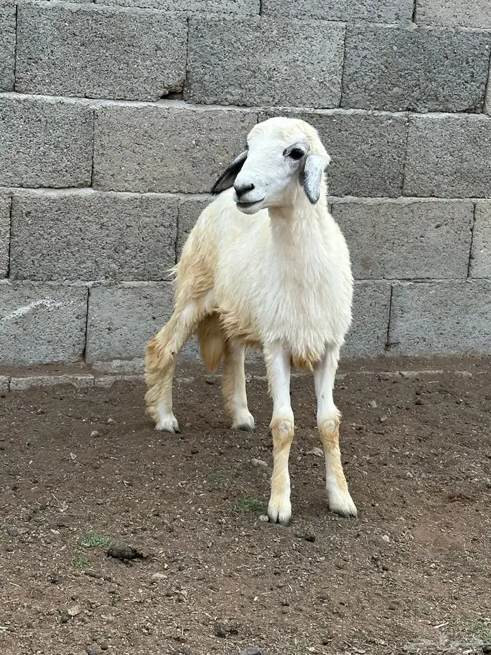 رخل 2