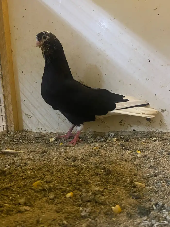 طبات قطايف 0