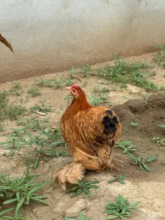 دجاج كوشن قزم 3