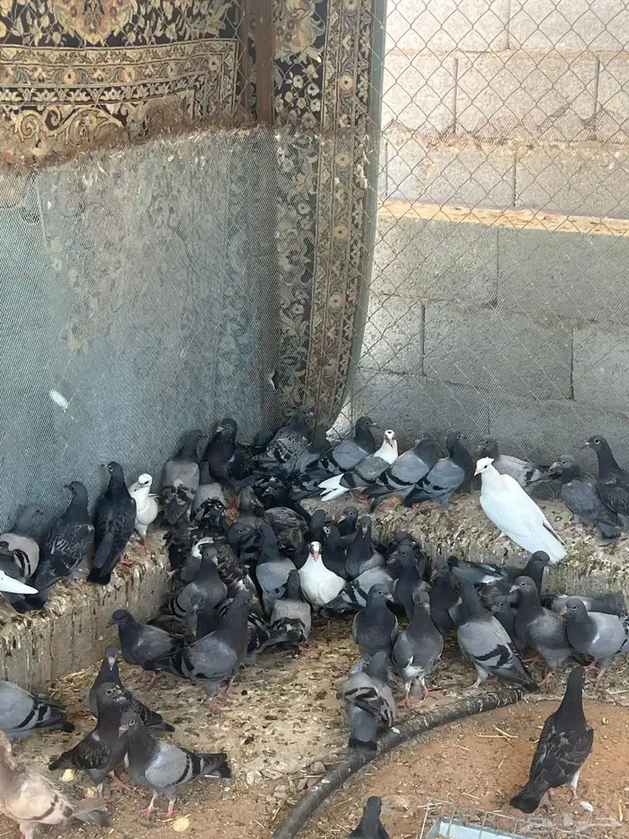 زغليل زاجل فرنسي سوبر جانبو سلفر 3