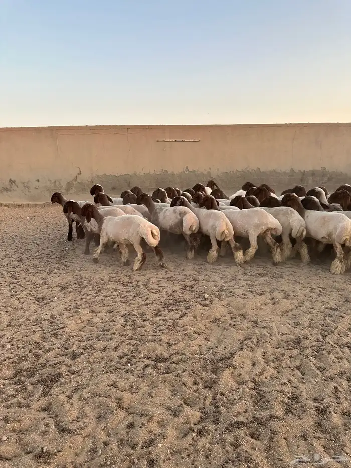 جذعات أنعيم فاخره اللبييع 10