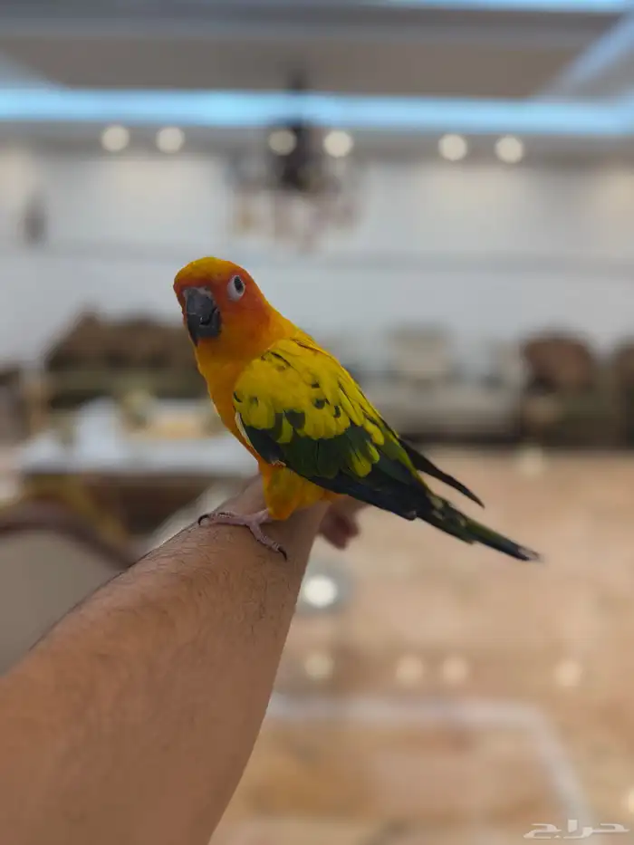 3 ذكور صن كنيور اعمارهم سنة ونص محللين بشهادات 5