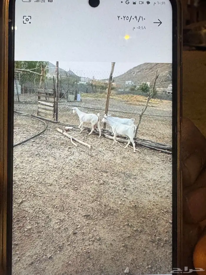 معزا بيشيات للبيع 2