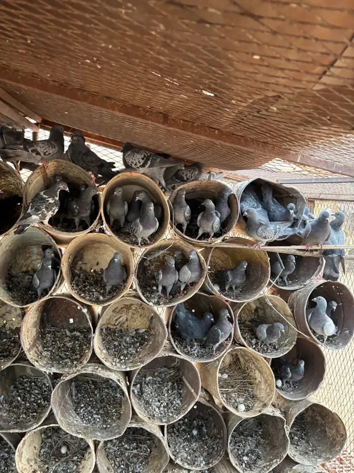 للبيع حمام 4