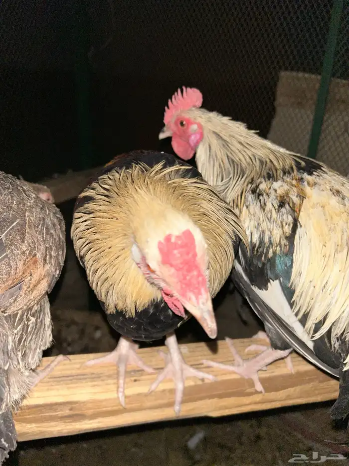 ديوك ترثه عربي تندوري 0