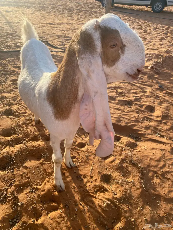 جفره ثنيه خصم حاصب قريبت ولاد 0