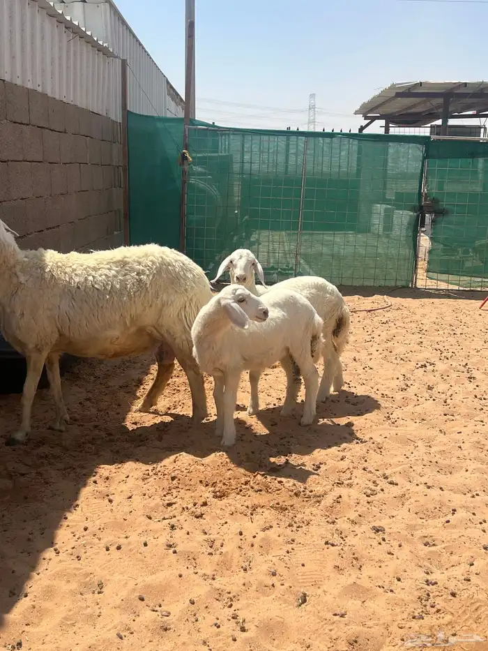 حريه متوم برخال 0
