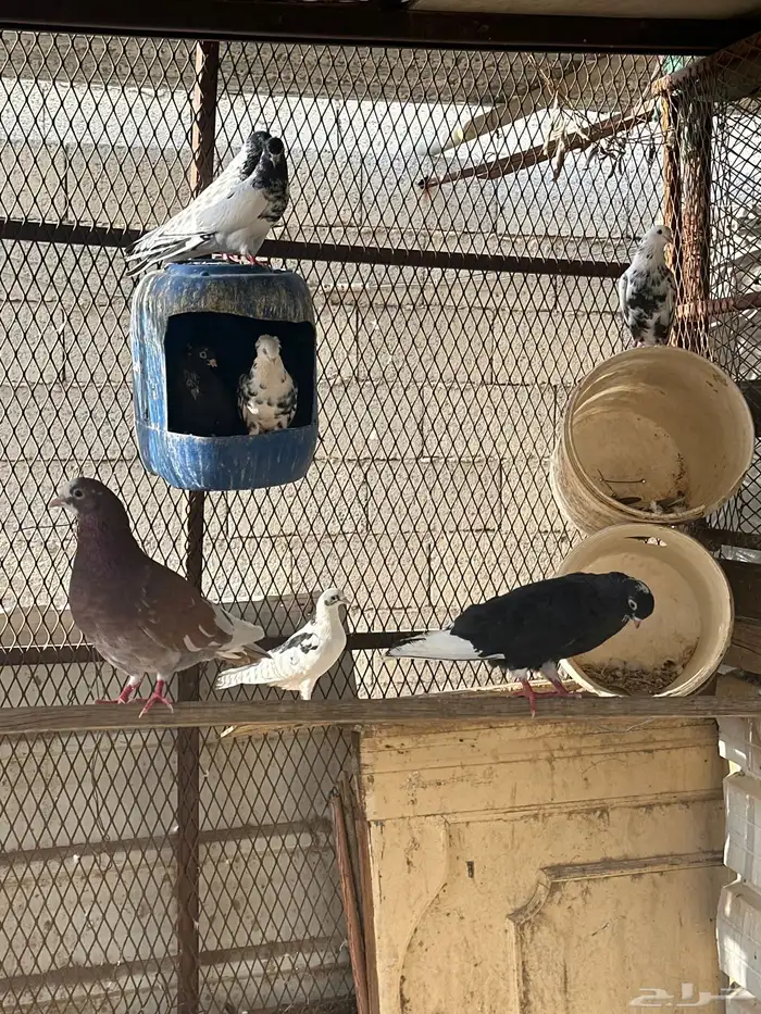 حمام مشكل 2