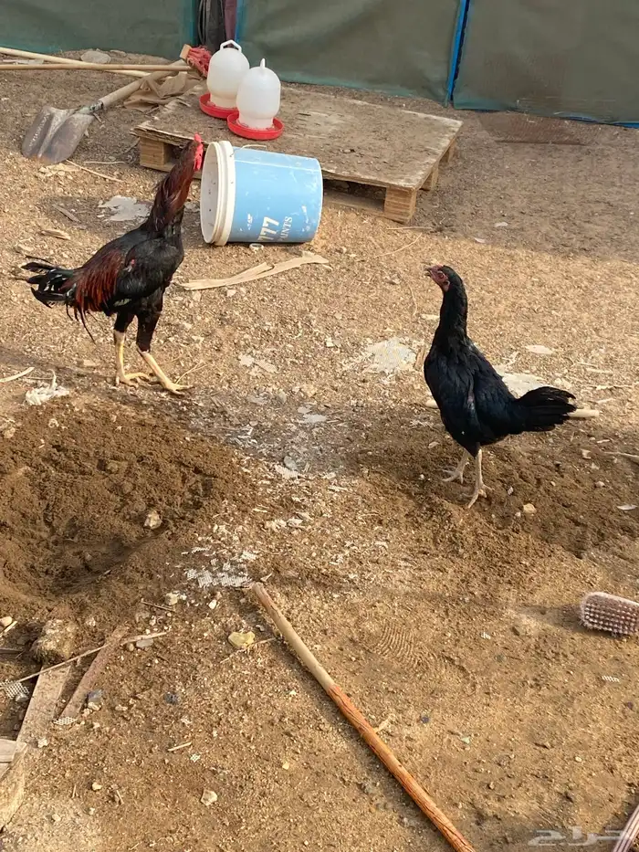 جوز دجاج باكستاني منتج 0