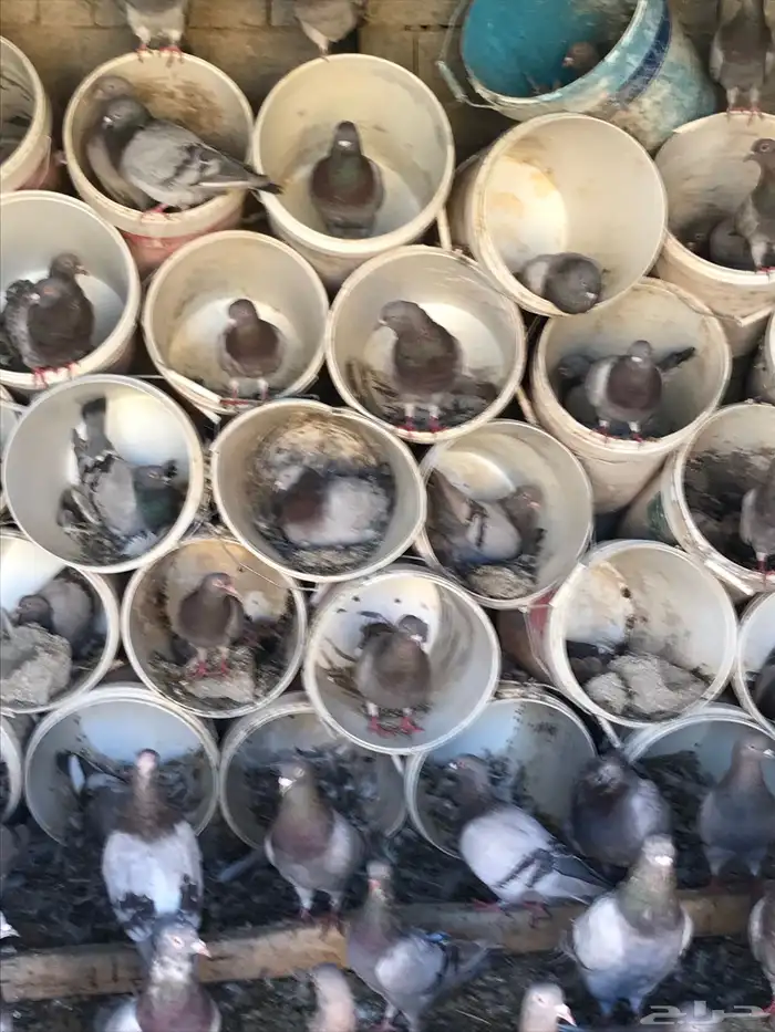 حمام سلفر جامبو 2