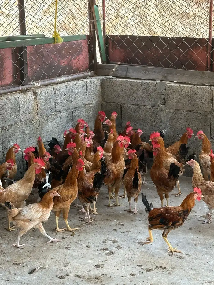 للبيع دجاج وحجل وحمام باكستاني 3