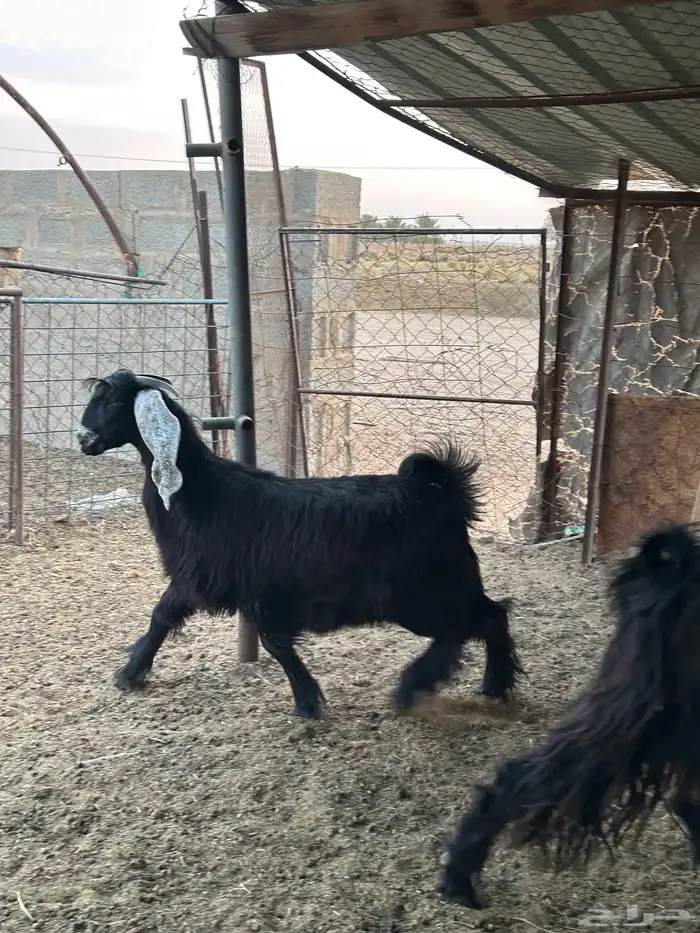 للبيع جفرات طيبه 0