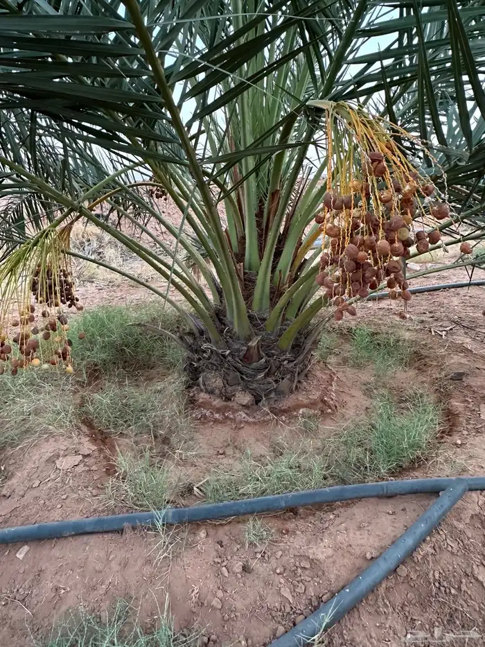 نخل نوايع للبيع 2
