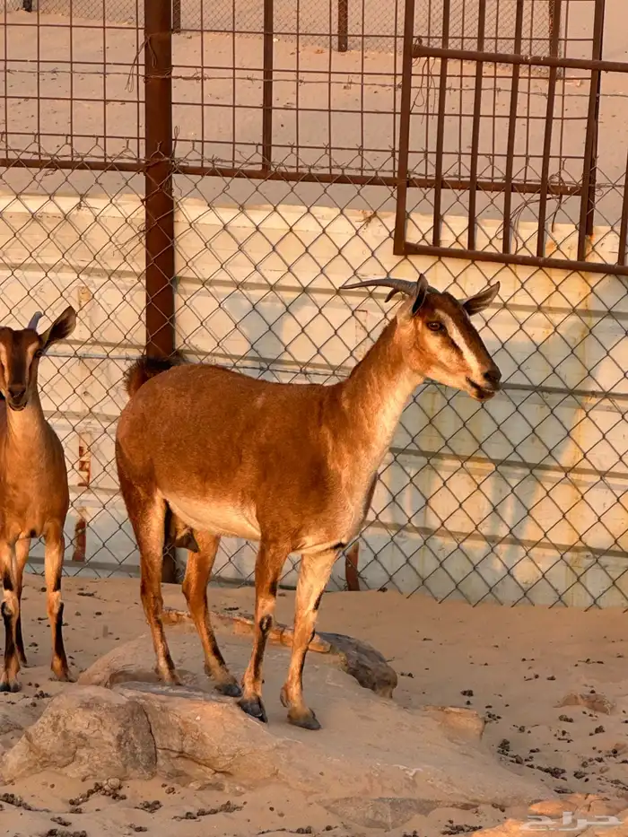عنز دافع هجين و عل درجة أولى فى الانتاج والهجين 0