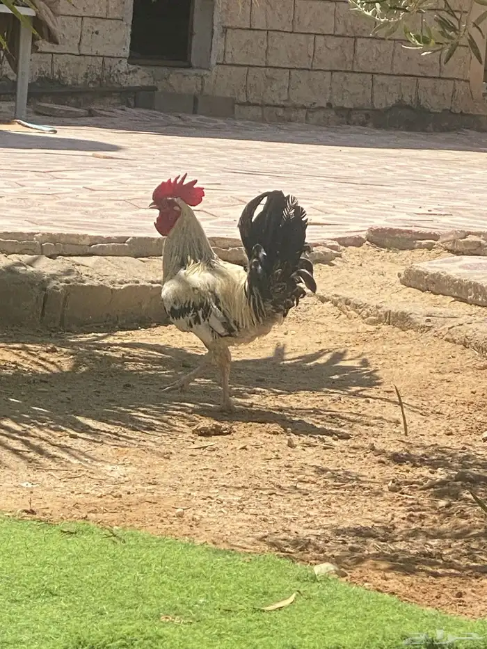 ديكين للبيع اثنين 60 0