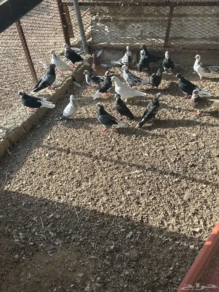 حمام مشكل 3