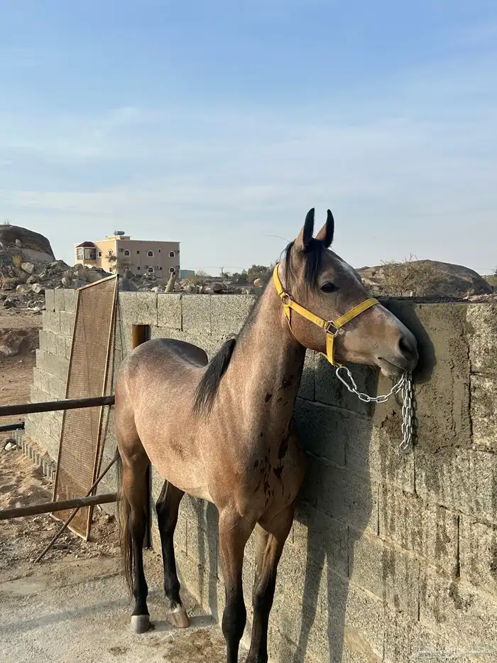 حصان شعبي سليم وشرط 2