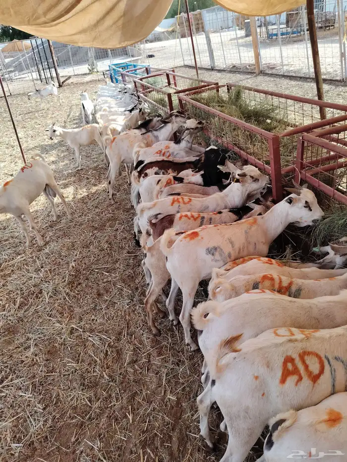 تيوس جديده للتجاار 2
