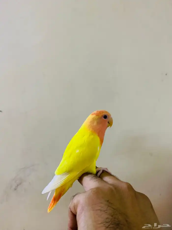 روز اليف 0
