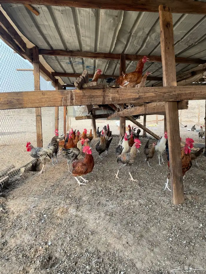 دجاج بلدي 13