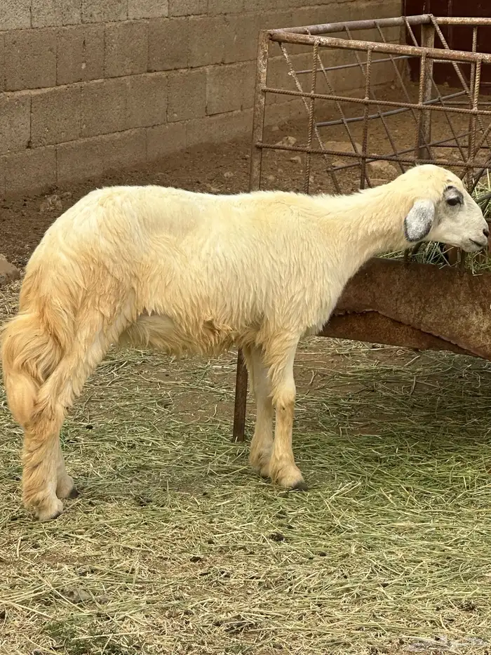 رخل 3