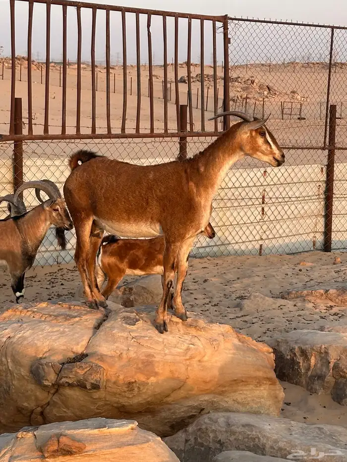 عنز دافع هجين و عل درجة أولى فى الانتاج والهجين 17