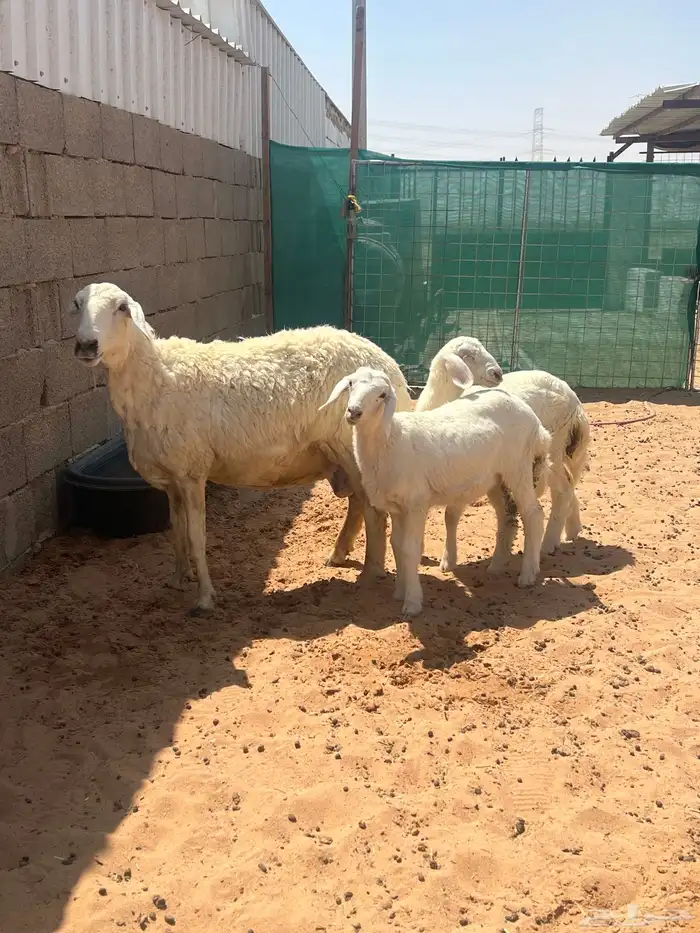 حريه متوم برخال 2