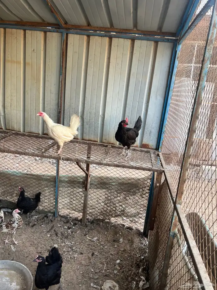 دجاج بلدي(تم البيع) 1
