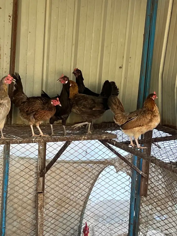 دجاج بلدي(تم البيع) 6