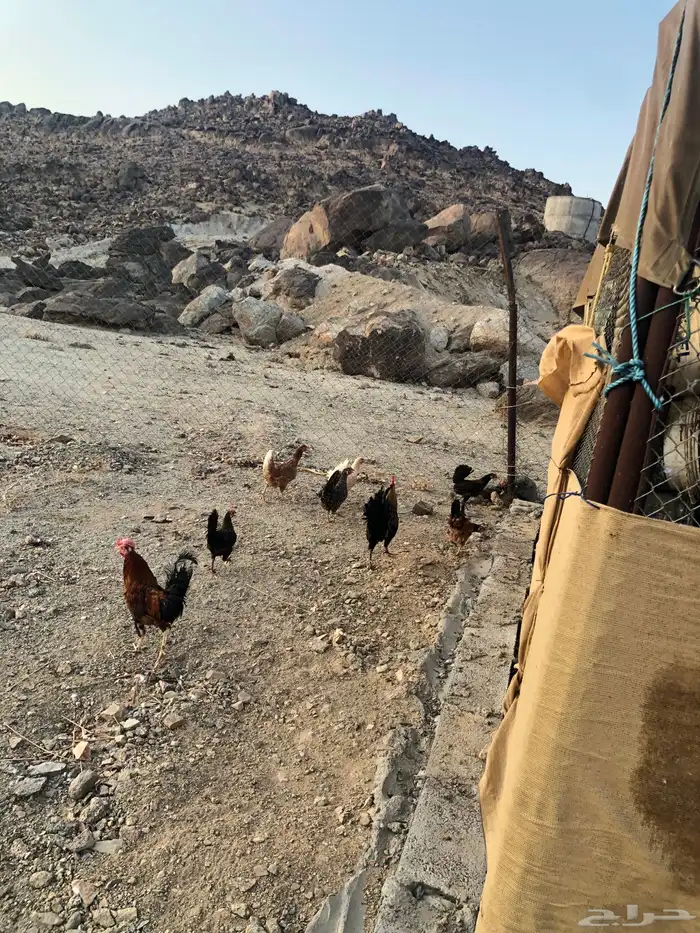 دجاج بلدي وحمام باكستاني 7