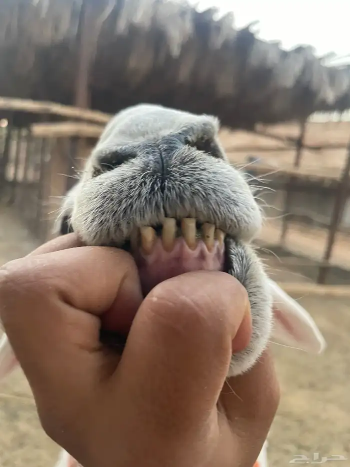 فحل حري 0