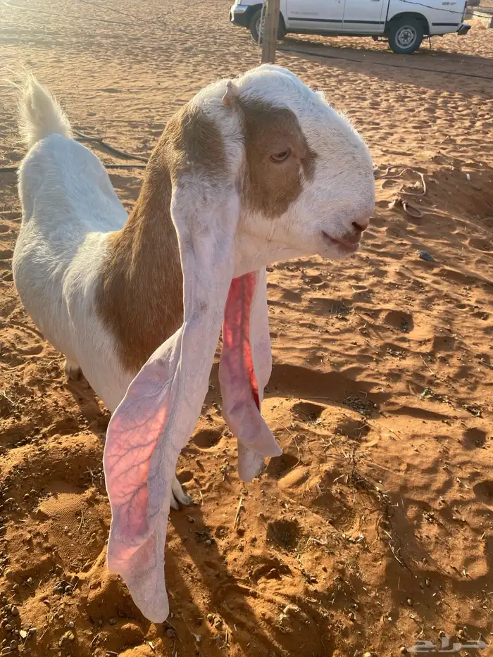 جفره ثنيه خصم حاصب قريبت ولاد 1