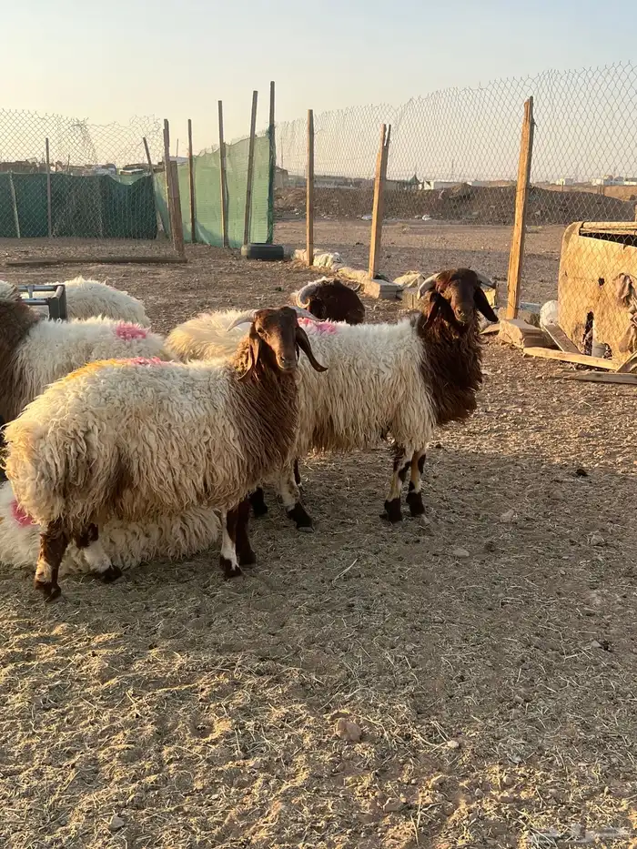 ذبايح 2