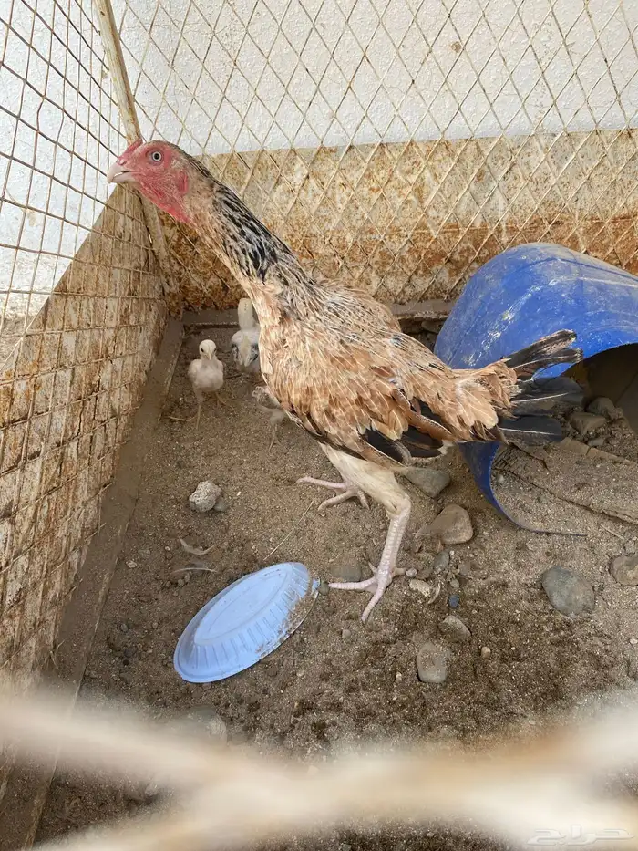دجاج باكستانية عليها فروخ ما سئمت 2