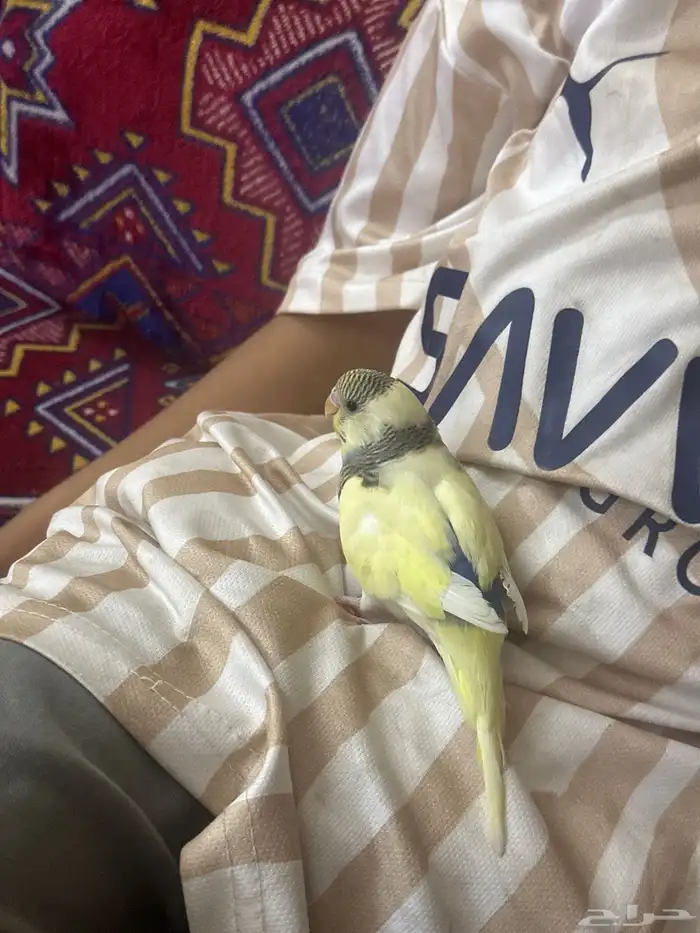 فرخ بادجي 2