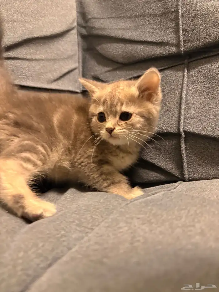 قطط سكوتش فولد للبيع 8