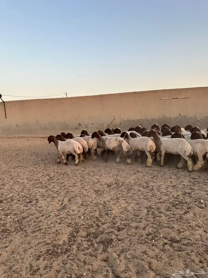 جذعات أنعيم فاخره اللبييع 7
